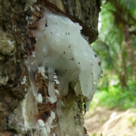 Елеми / Elemi (canarium luzonicum) 20 гр. - Image 2