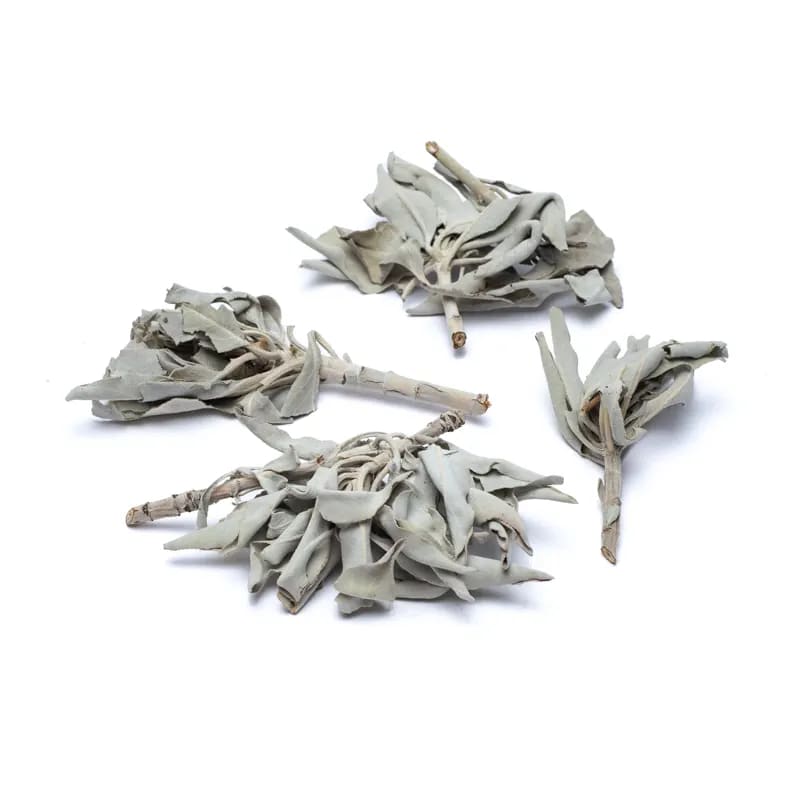 Бял Градински чай - Бяла салвия (Salvia Apiana) - Image 2